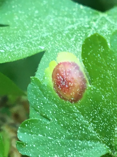 iNaturalist observation photo of Round Leaf Gall Wasp