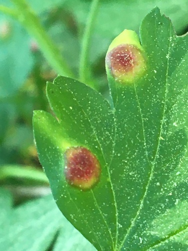 iNaturalist observation photo of Round Leaf Gall Wasp