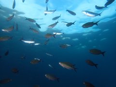 Swallow Damselfish photo 1