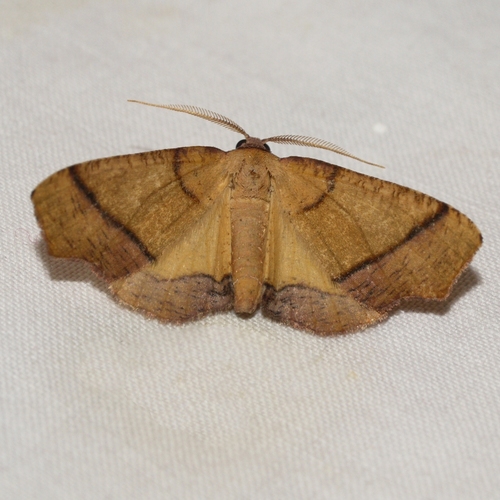 Straight-lined Plagodis Moth photo 6