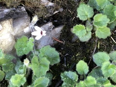 Lobelia ardisiandroides