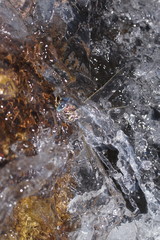 Notoaeschna sagittata