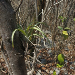 Tillandsia cucaensis