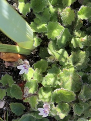 Lobelia ardisiandroides