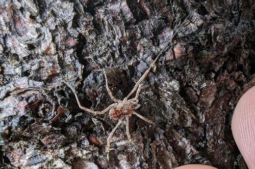 Saddleback Harvestman photo 6