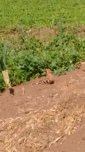 Common Hoopoe