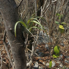 Tillandsia cucaensis