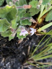Lobelia ardisiandroides