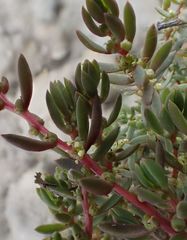 Suaeda novae-zelandiae