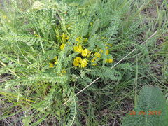 Astragalus buchtormensis