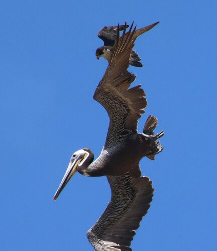 California Brown Pelican photographed in California