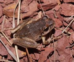 Ranoidea lesueuri
