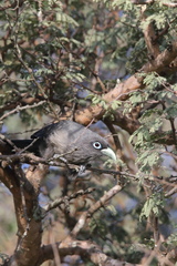 Phaenicophaeus viridirostris