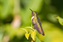 Scintillant Hummingbird photo 5