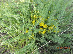 Astragalus buchtormensis