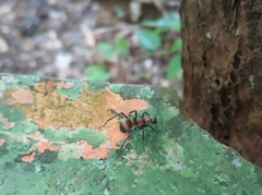 Polyrhachis bihamata