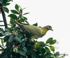 Treron phoenicopterus