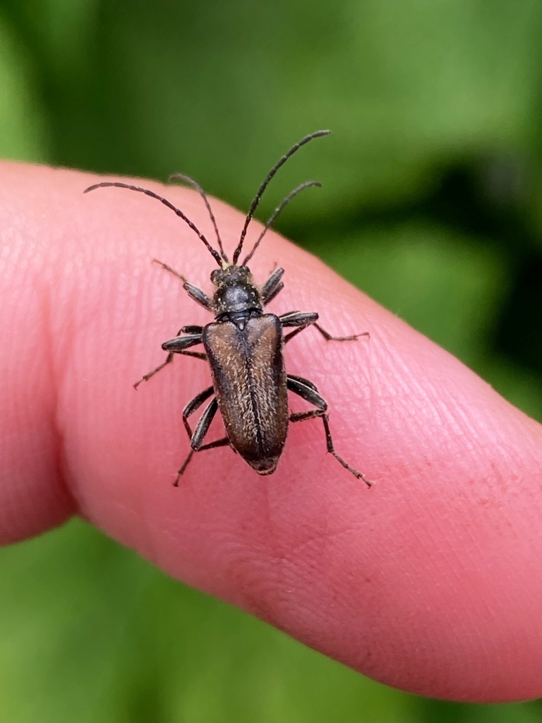 Acmaeops pratensis from Cameron Lake, Improvement District No. 4