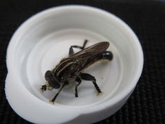 Orthoprosopa bilineata