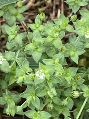 Thyme-leaved Sandwort (Arenaria serpyllifolia)