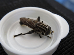 Orthoprosopa bilineata