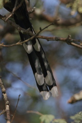 Phaenicophaeus viridirostris