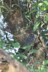 Phaenicophaeus viridirostris