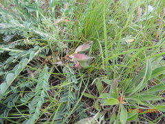Astragalus buchtormensis