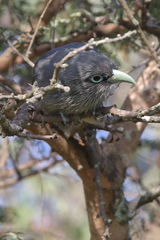 Phaenicophaeus viridirostris