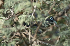 Phaenicophaeus viridirostris