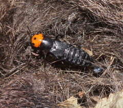 Creophilus erythrocephalus