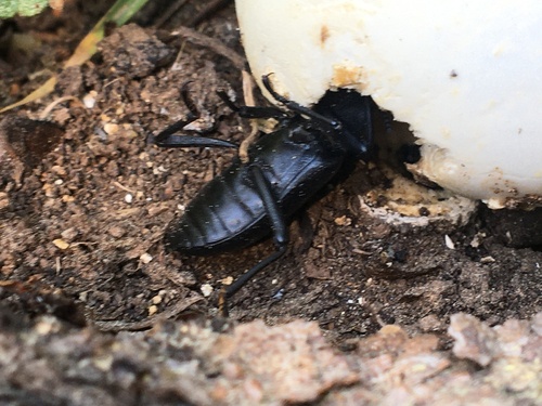 iNaturalist observation photo of Iphthiminus