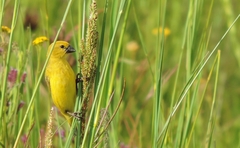 Anomalospiza imberbis