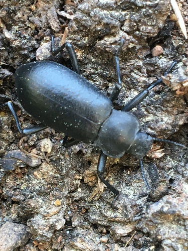 iNaturalist observation photo of Serrated Darkling Beetle