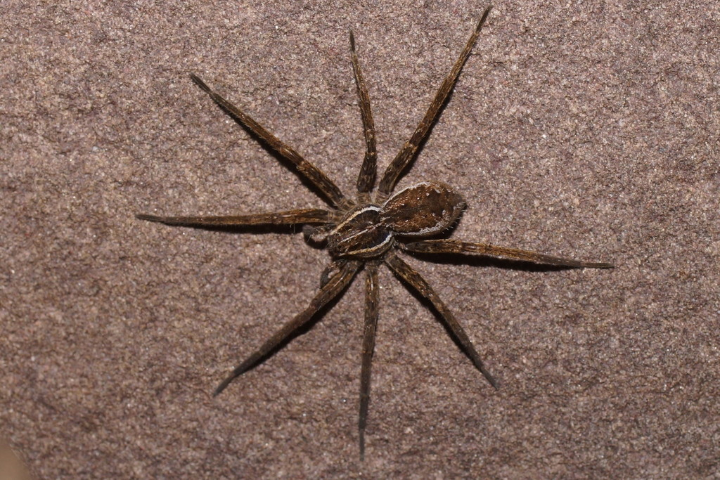 Dolomedes instabilis