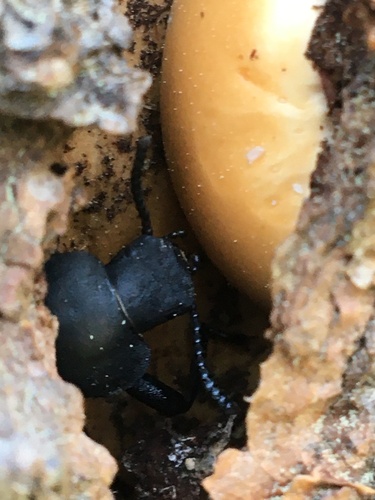 iNaturalist observation photo of Serrated Darkling Beetle