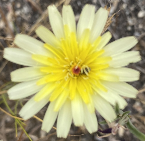 Image of Malacothrix californica by (c) Pinnacles National Park, some rights reserved (CC BY)