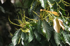 Macaranga subdentata