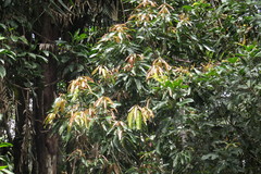 Macaranga subdentata