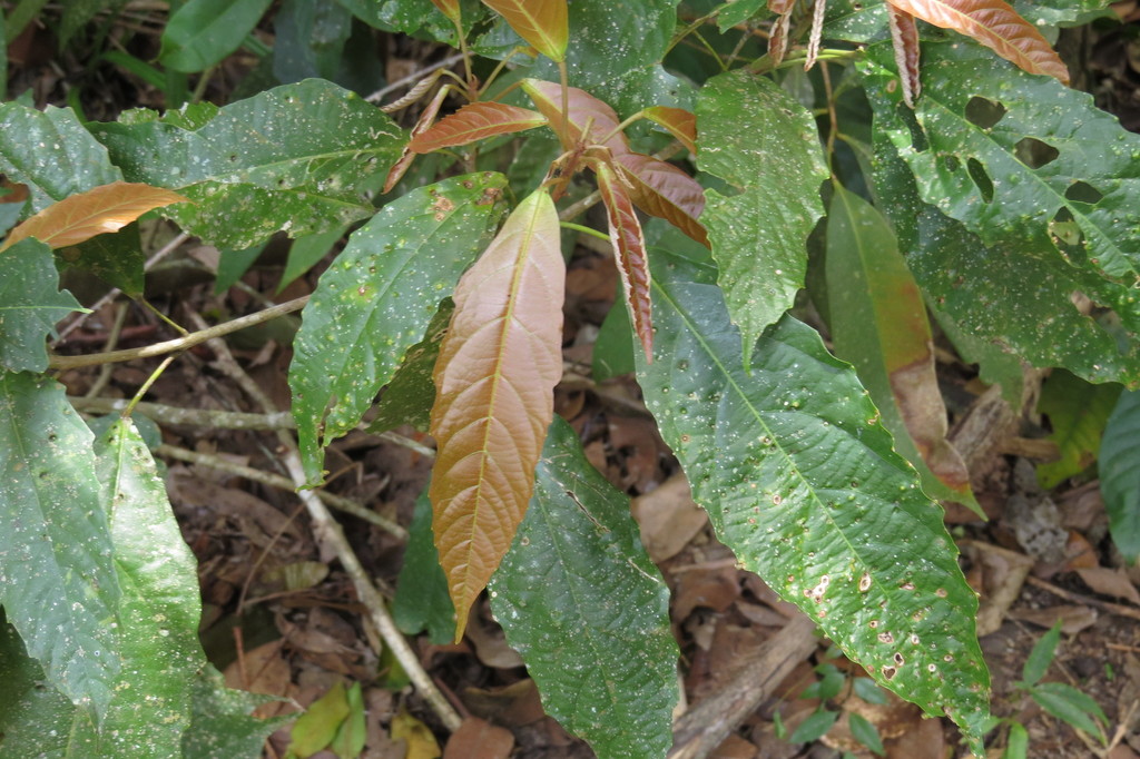 Macaranga subdentata