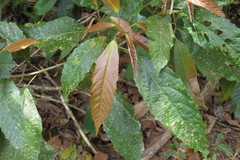 Macaranga subdentata