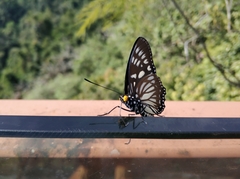 Euripus nyctelius