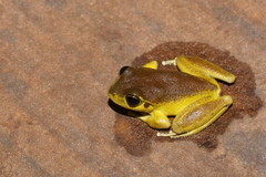 Ranoidea lesueuri