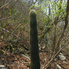 Cephalocereus apicicephalium