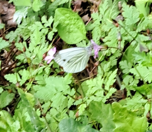 Pieris napi