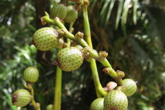 Calamus moti