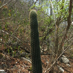 Cephalocereus apicicephalium