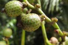 Calamus moti