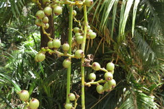 Calamus moti
