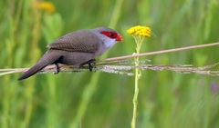 Estrilda astrild cavendishi